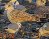 1cy argenteus in August, ringed in Belgium. (90559 bytes)
