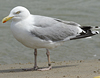 adult argenteus in October, ringed in the Netherlands. (79042 bytes)