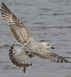 1cy argenteus in August, ringed in Belgium. (90559 bytes)