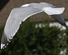 2cy argentatus in February, ringed in Norway. (75189 bytes)