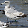 1cy argenteus in August, ringed in Belgium. (90559 bytes)
