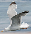 1cy argenteus in August, ringed in Belgium. (90559 bytes)