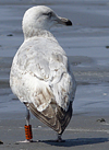 1cy argenteus in August, ringed in Belgium. (90559 bytes)