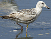 1cy argenteus in August, ringed in Belgium. (90559 bytes)