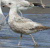 1cy argenteus in August, ringed in Belgium. (90559 bytes)