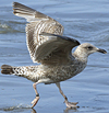 1cy argenteus in August, ringed in Belgium. (90559 bytes)