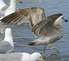 1cy argenteus in August, ringed in Belgium. (90559 bytes)