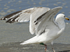 1cy argenteus in August, ringed in Belgium. (90559 bytes)