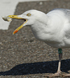 adult argenteus in October, ringed in the Netherlands. (79042 bytes)