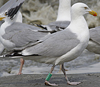 1cy argenteus in August, ringed in Belgium. (90559 bytes)