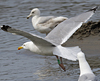 1cy argenteus in August, ringed in Belgium. (90559 bytes)