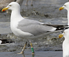 1cy argenteus in August, ringed in Belgium. (90559 bytes)