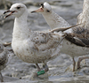 1cy argenteus in August, ringed in Belgium. (90559 bytes)