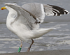 1cy argenteus in August, ringed in Belgium. (90559 bytes)