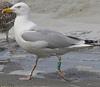 1cy argenteus in August, ringed in Belgium. (90559 bytes)