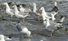 1cy argenteus in August, ringed in Belgium. (90559 bytes)