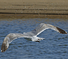 Herring Gull