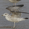 2cy argentatus in February, ringed in Norway. (75189 bytes)