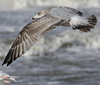 2cy argentatus in February, ringed in Norway. (75189 bytes)