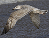 2cy argentatus in February, ringed in Norway. (75189 bytes)