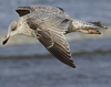 2cy argentatus in February, ringed in Norway. (75189 bytes)