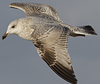 2cy argentatus in February, ringed in Norway. (75189 bytes)