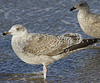 2cy argentatus in February, ringed in Norway. (75189 bytes)
