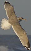 1cy argenteus in August, ringed in Belgium. (90559 bytes)