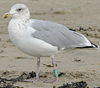 Herring Gull