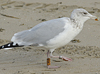 Herring Gull