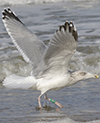 2cy argentatus in November. (81321 bytes)