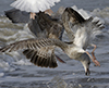 3cy argentatus in January. (80207 bytes)