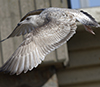 3cy argentatus in January. (80207 bytes)