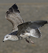 3cy argentatus in January. (80207 bytes)