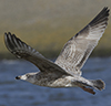3cy argentatus in January. (80207 bytes)