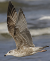3cy argentatus in January. (80207 bytes)