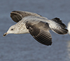 3cy argentatus in January. (80207 bytes)
