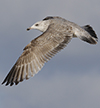 3cy argentatus in January. (80207 bytes)