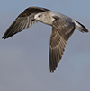 3cy argentatus in January. (80207 bytes)