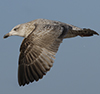 3cy argentatus in January. (80207 bytes)