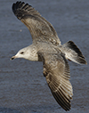 3cy argentatus in January. (80207 bytes)
