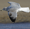 3cy argentatus in January. (80207 bytes)