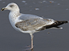 3cy argentatus in January. (80207 bytes)