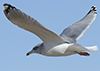 3cy argentatus in January. (80207 bytes)