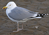 Herring Gull