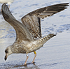 2cy argenteus in February, ringed in the Netherlands. (27385 bytes)