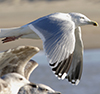 adult argentatus in February, ringed in Germany. (67675 bytes)