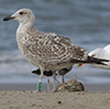 2cy argentatus in November. (81321 bytes)