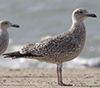 2cy argentatus in November. (81321 bytes)