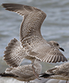 2cy argentatus in November. (81321 bytes)